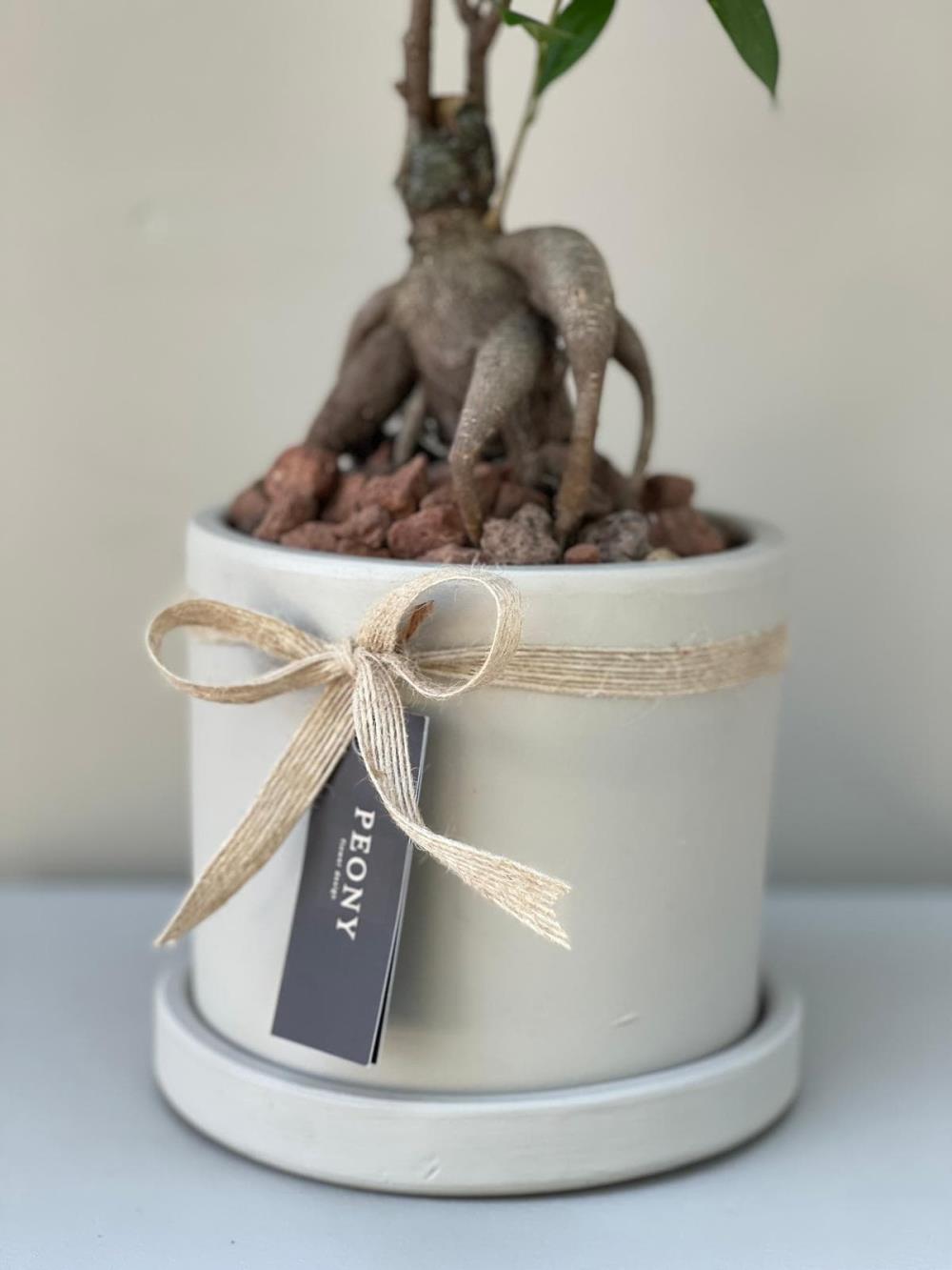 Mini Bonsai 